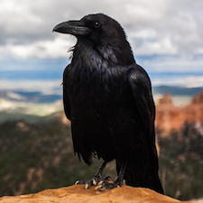 Photo by Tyler Quiring from Unsplash