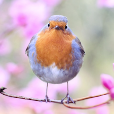 Beautiful Bird Bloom Photo from Pexels