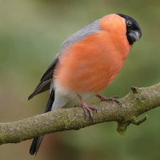 Animal Bird Branch Photo from Pexels